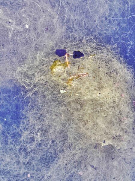 Pareidolie Algen 1