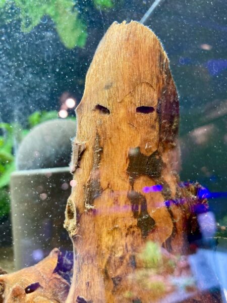 Pareidolie Aquarium 1