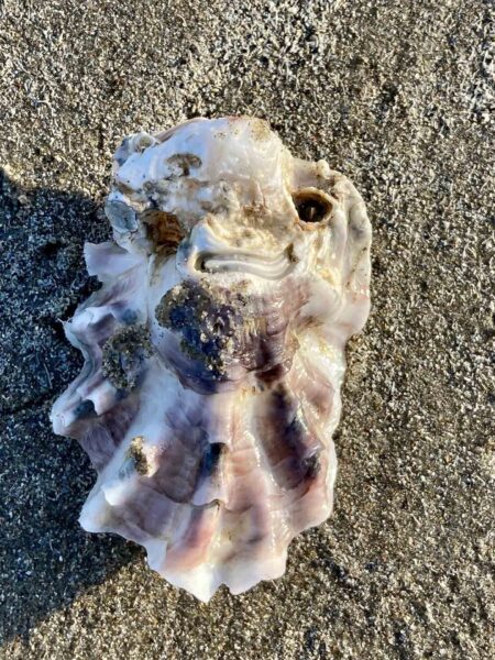 Pareidolie Auster 1