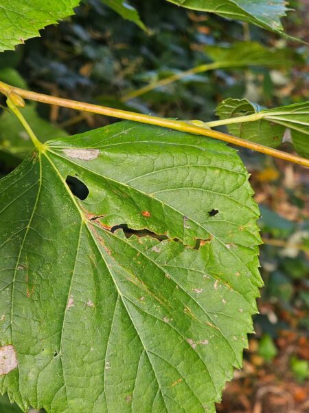 Pareidolie Blatt 1
