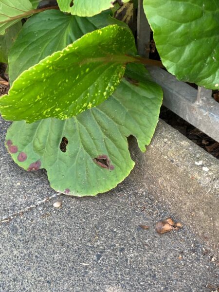 Pareidolie Blatt 2