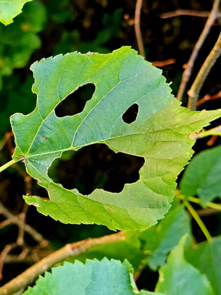Pareidolie Blatt 3