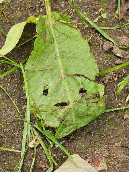 Pareidolie Blatt 4