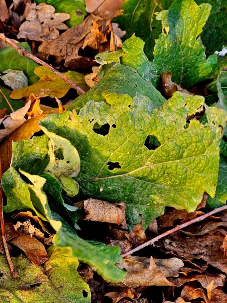 Pareidolie Blatt 5