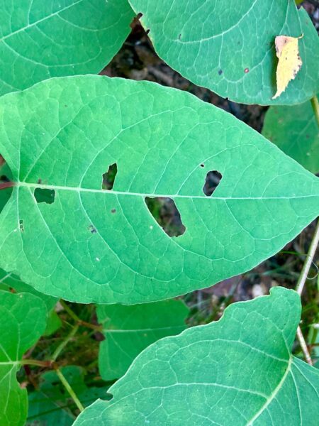 Pareidolie Blatt 6
