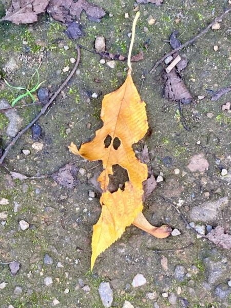 Pareidolie Blatt 7