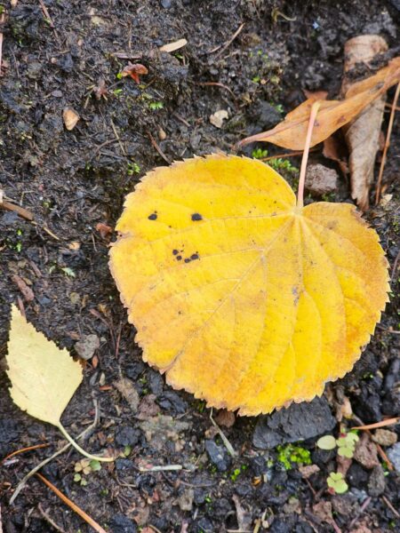 Pareidolie Blatt 8