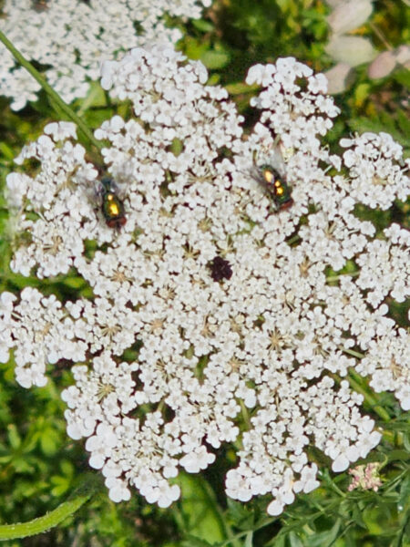 Pareidolie Blüte 1