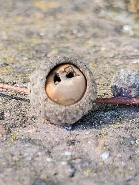 Pareidolie Eichel 1