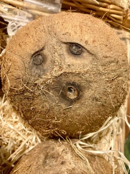 Pareidolie Kokosnuss 1