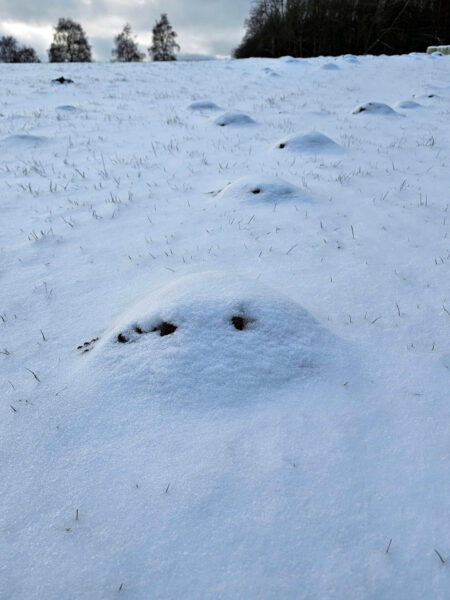 Pareidolie Schnee 1