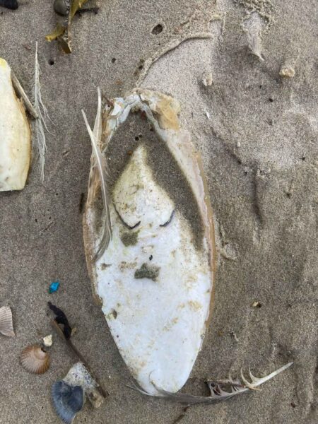 Pareidolie Schulp 1