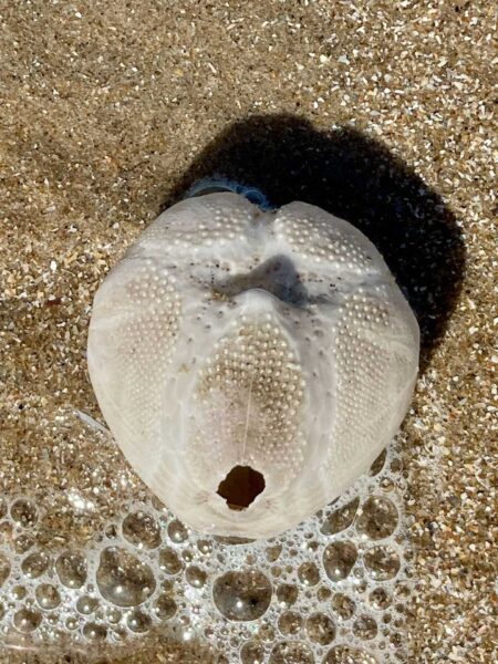 Pareidolie Seeigel 1