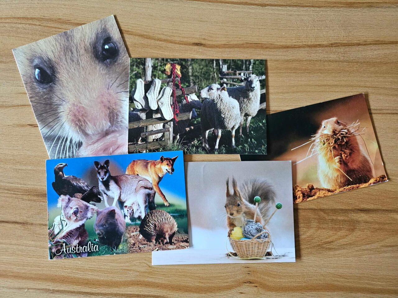 Postcrossing Tiere